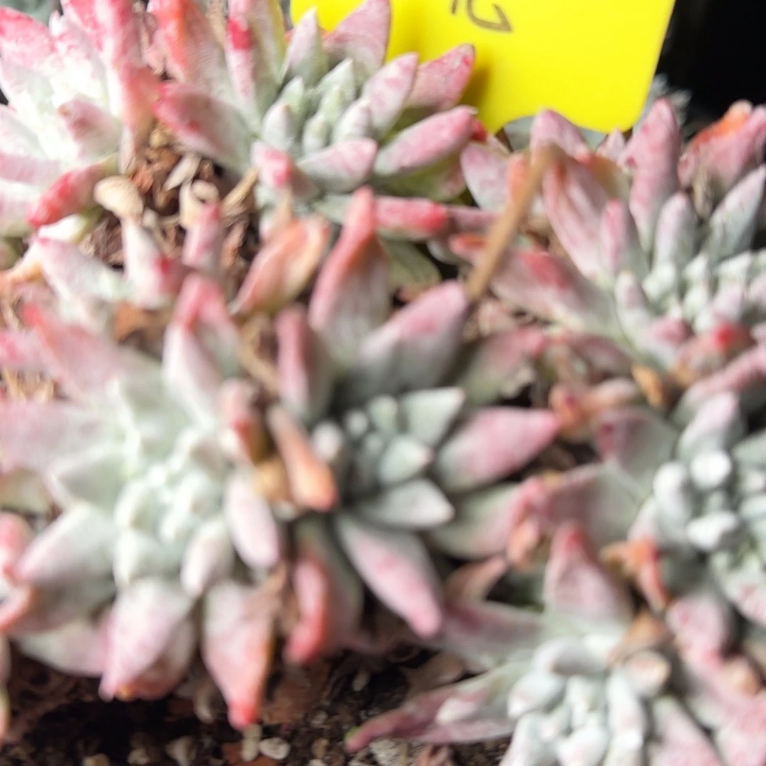 如**✨20250131w如光