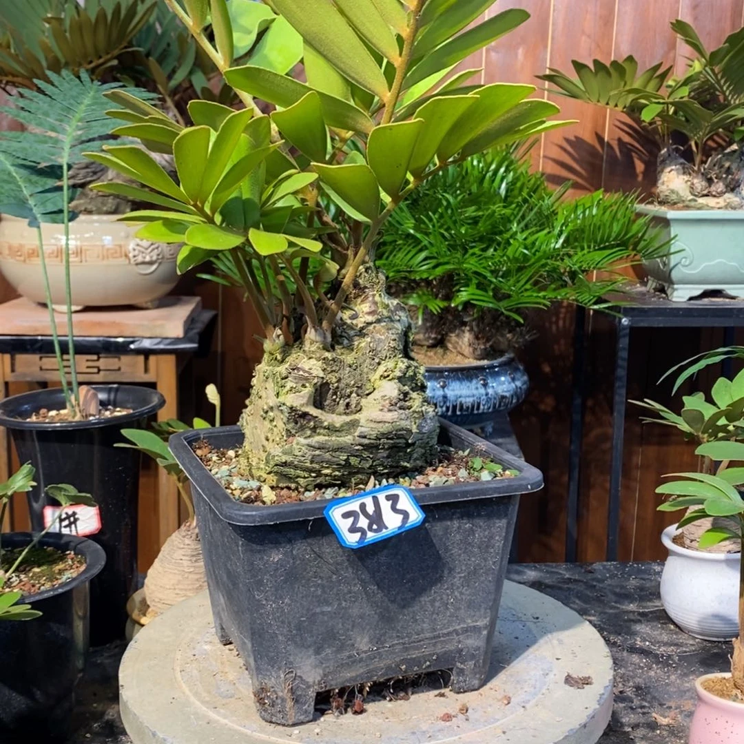 九***灵完全开放墨西哥3813