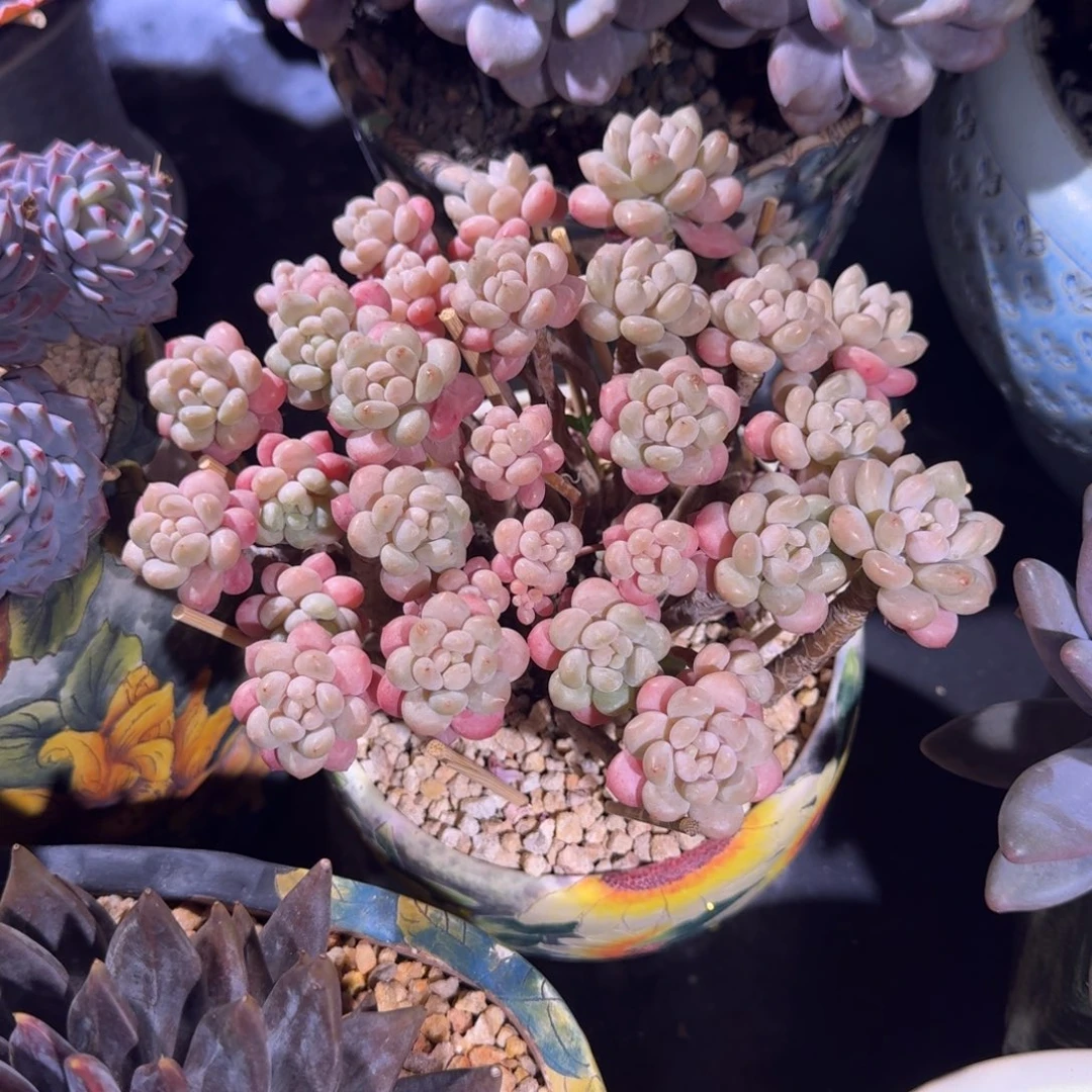 鱼子酱 群生 一物一拍