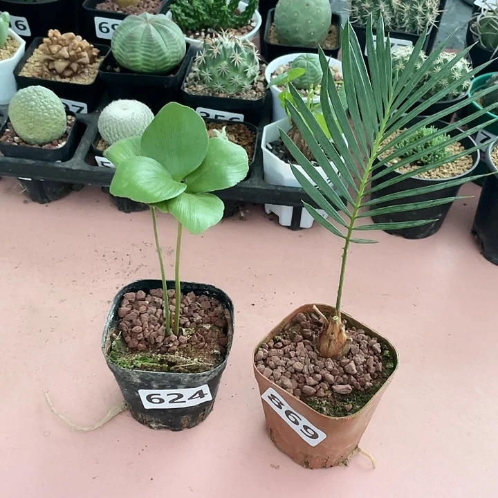 624墨西哥铁树➕白鳞铁