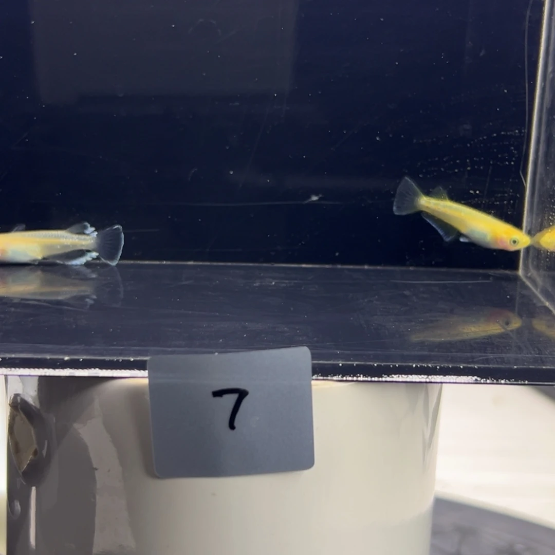 青鳉鱼7。