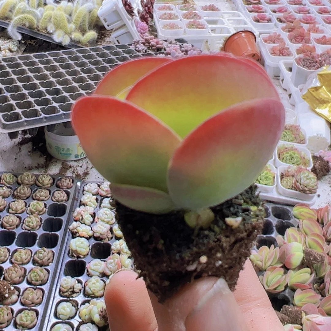 唐寅5个19包邮多肉植物