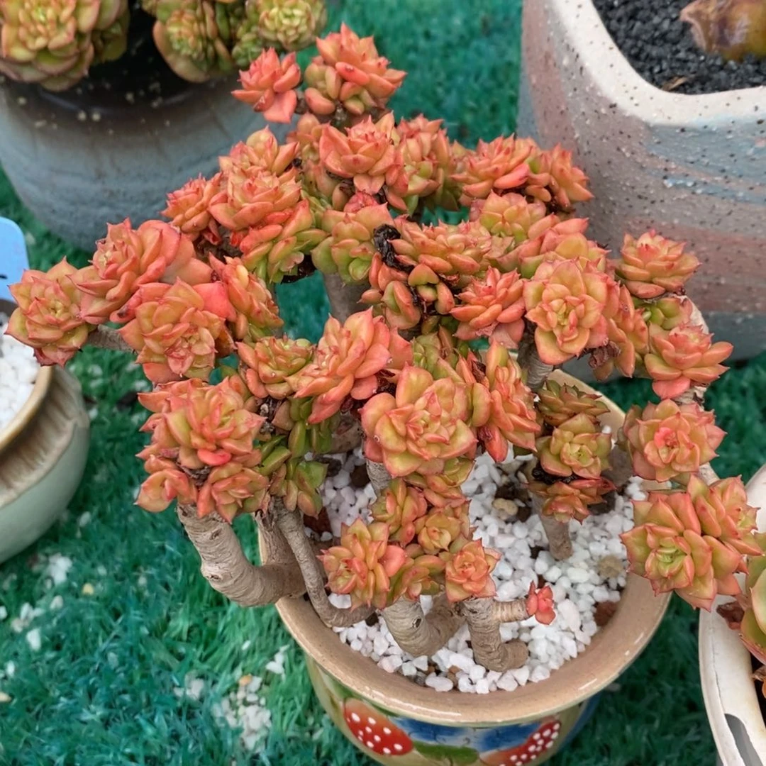 牡丹亭缀多肉植物盆栽