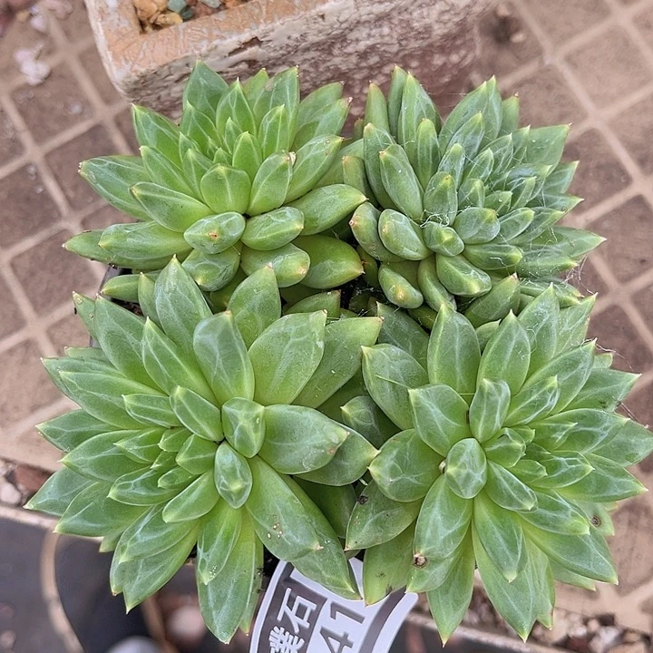 惠兰2341多肉植物