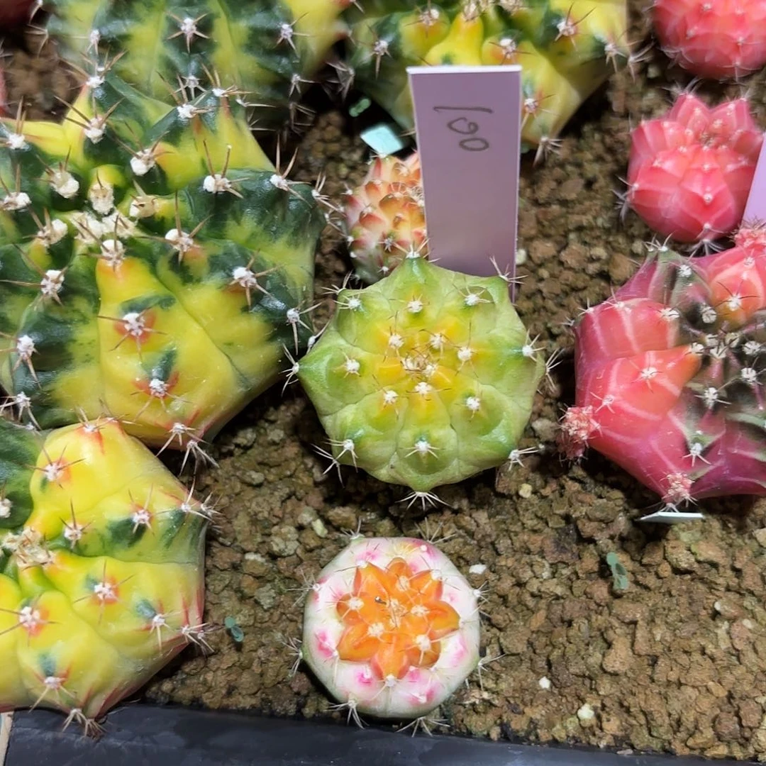 泰国米哈100-0218