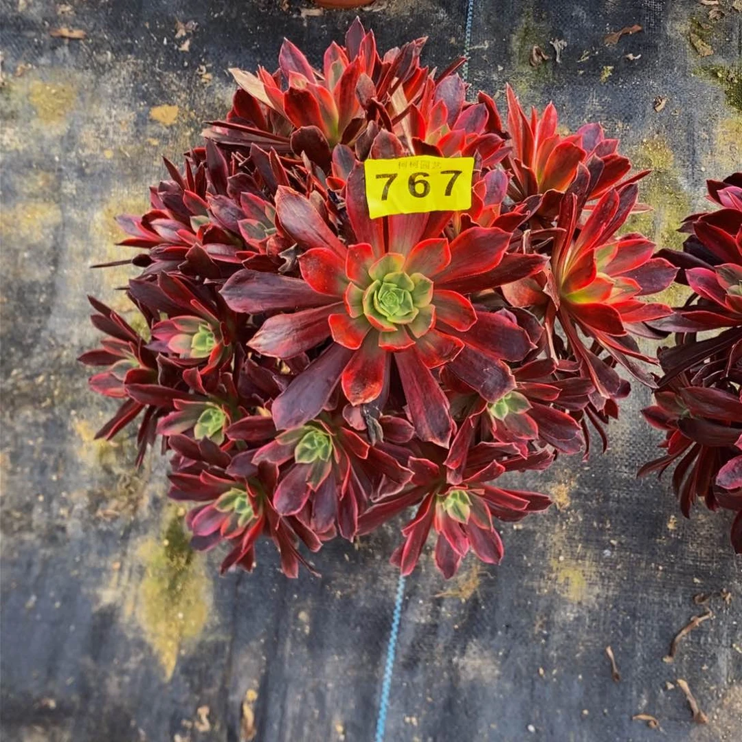 阿*多肉000767白婚纱