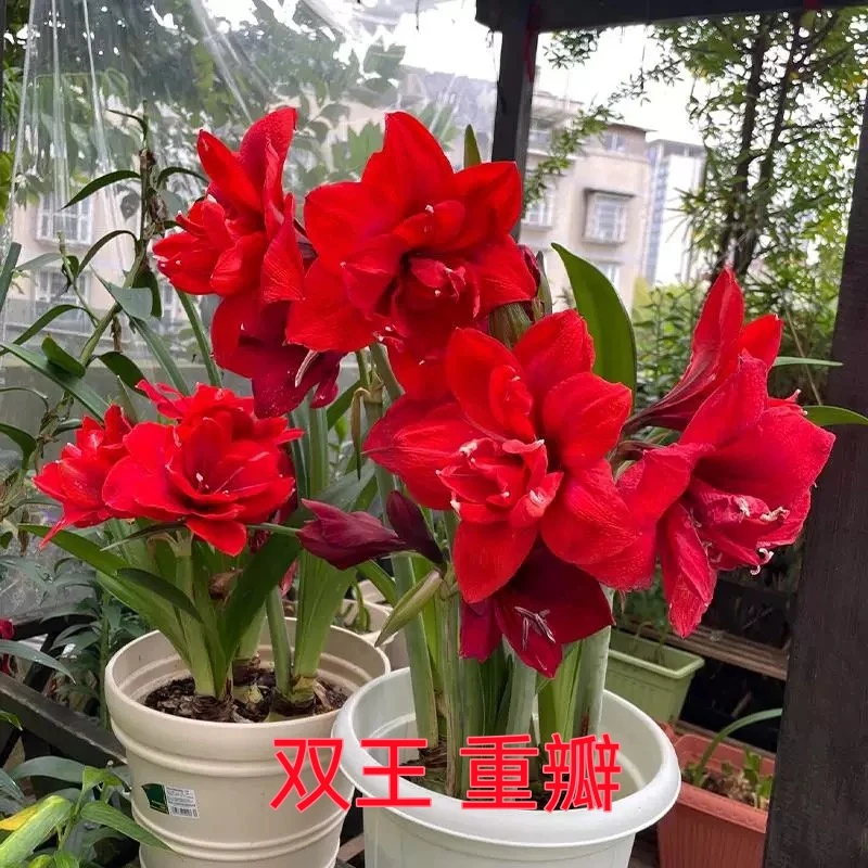 双王）朱顶红种球6-8厘米【1颗】