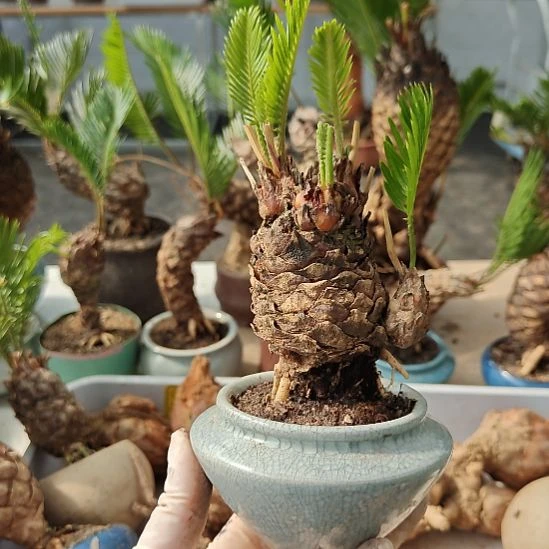 用***7无花朵白鳞铁盆景基地价