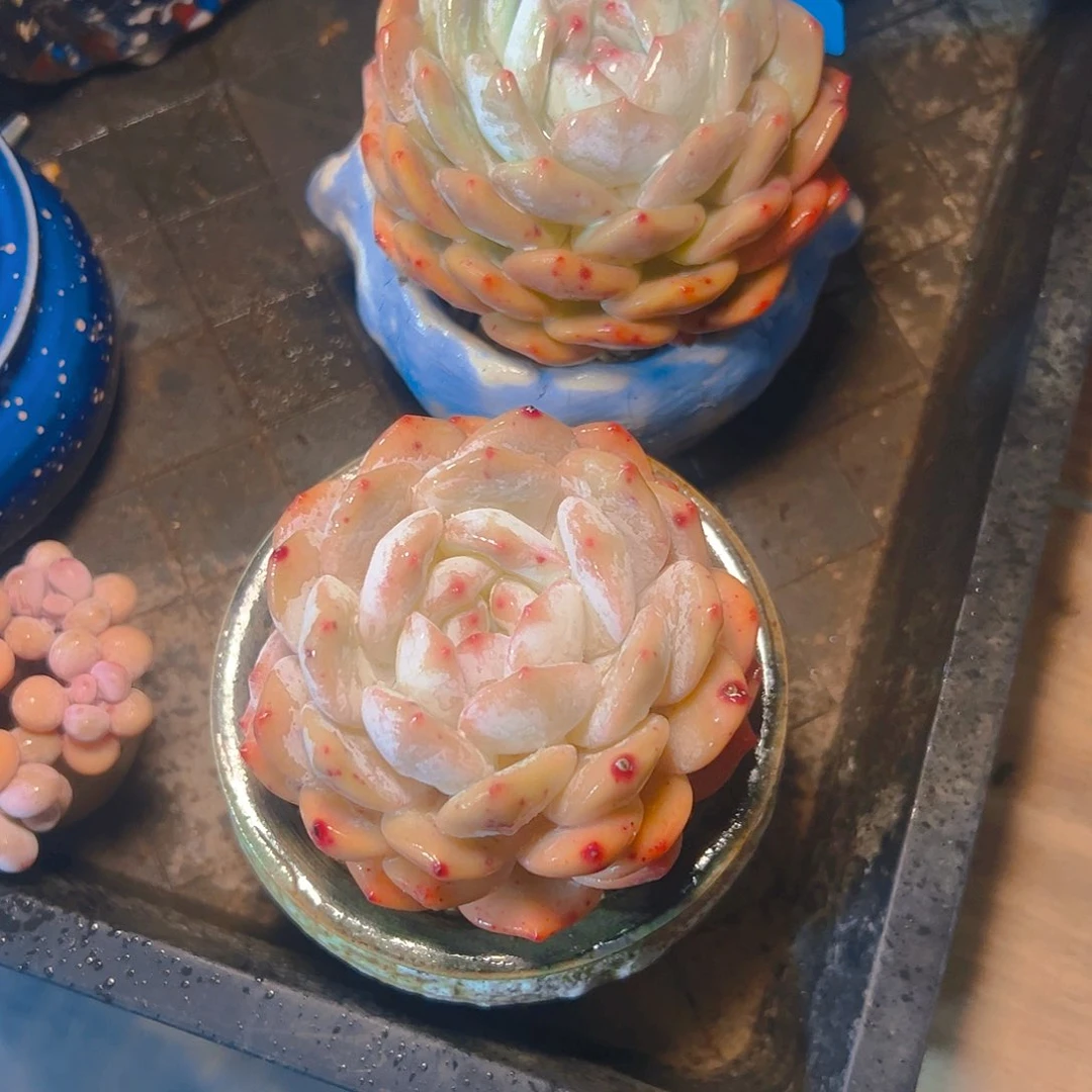 以*橙梦露两颗671号一物一拍