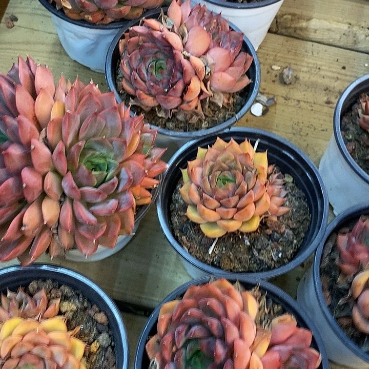 多头浪漫福利多多去拍