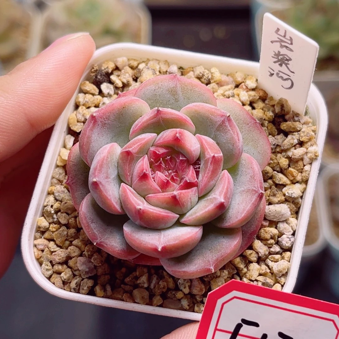 F570一物一拍 岩浆河