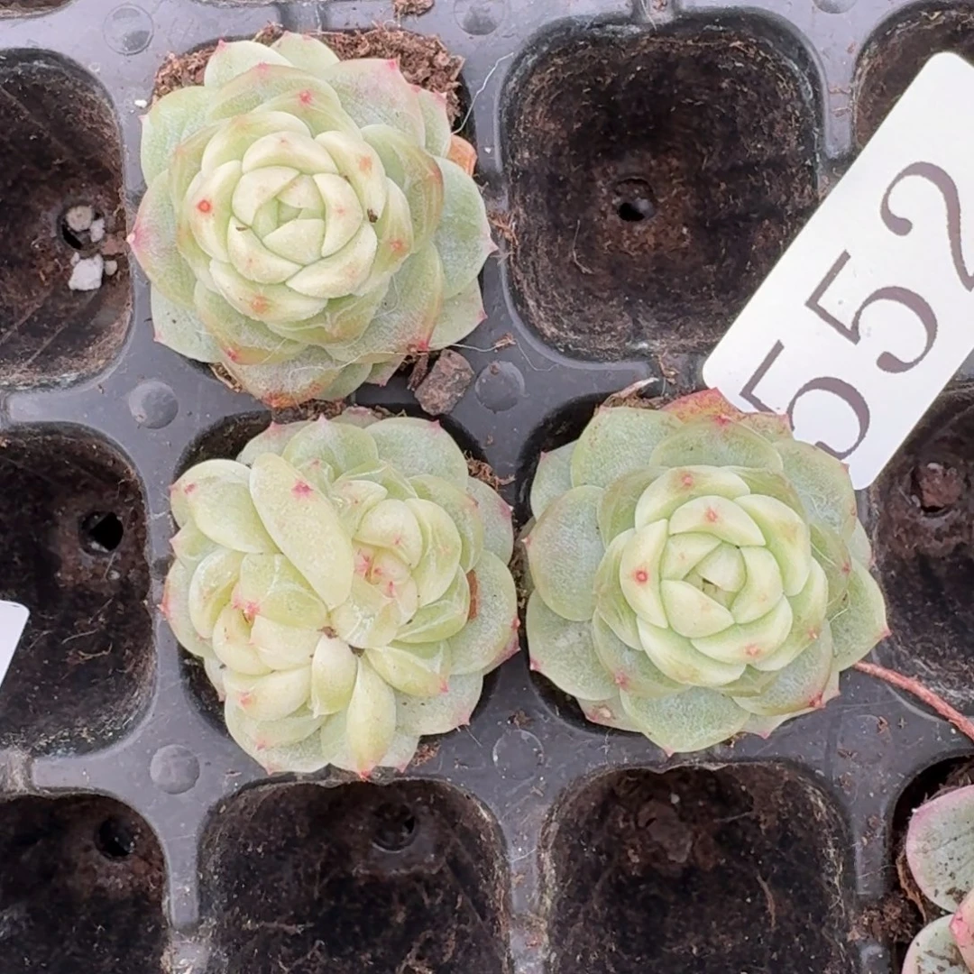 多肉植物多肉植物552