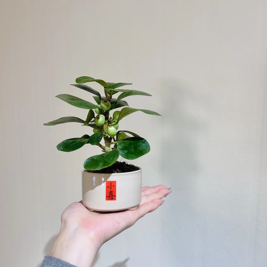 小盼菩提加赠小喜盆