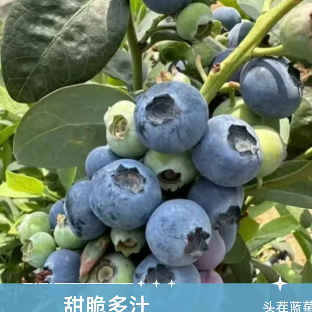 【头茬蓝莓】云南15-18mm蓝莓 应季水果 甜脆多汁 毛重450g/盒云南蓝莓云南省
