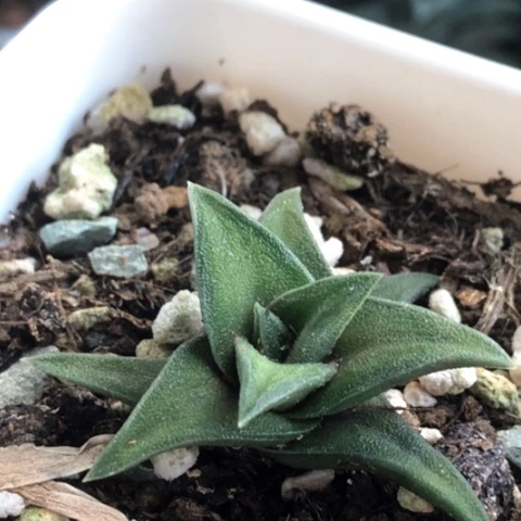 小型磨砂龙城带盆发货哈哈哈