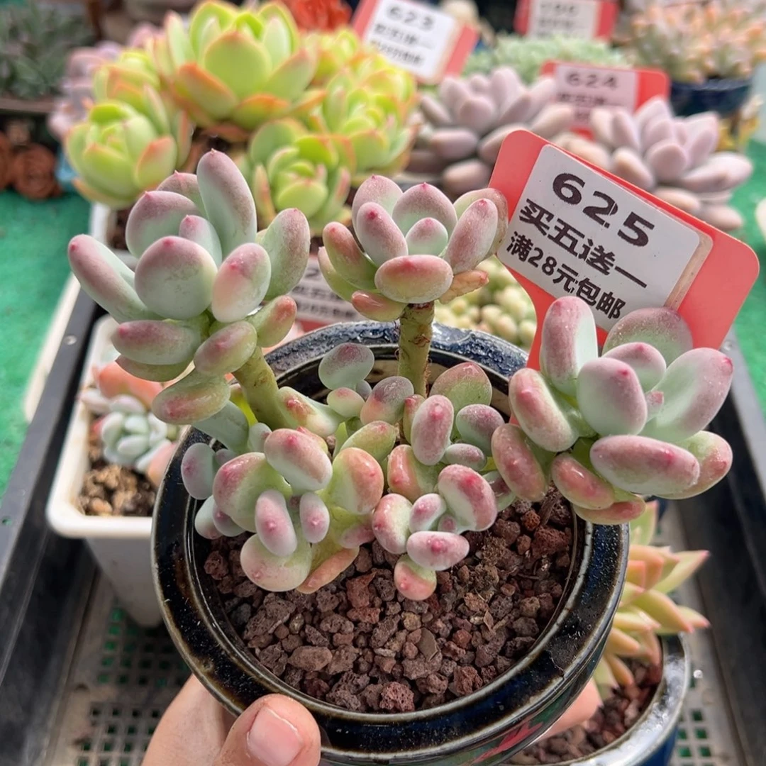 表妹精品多肉植物625.