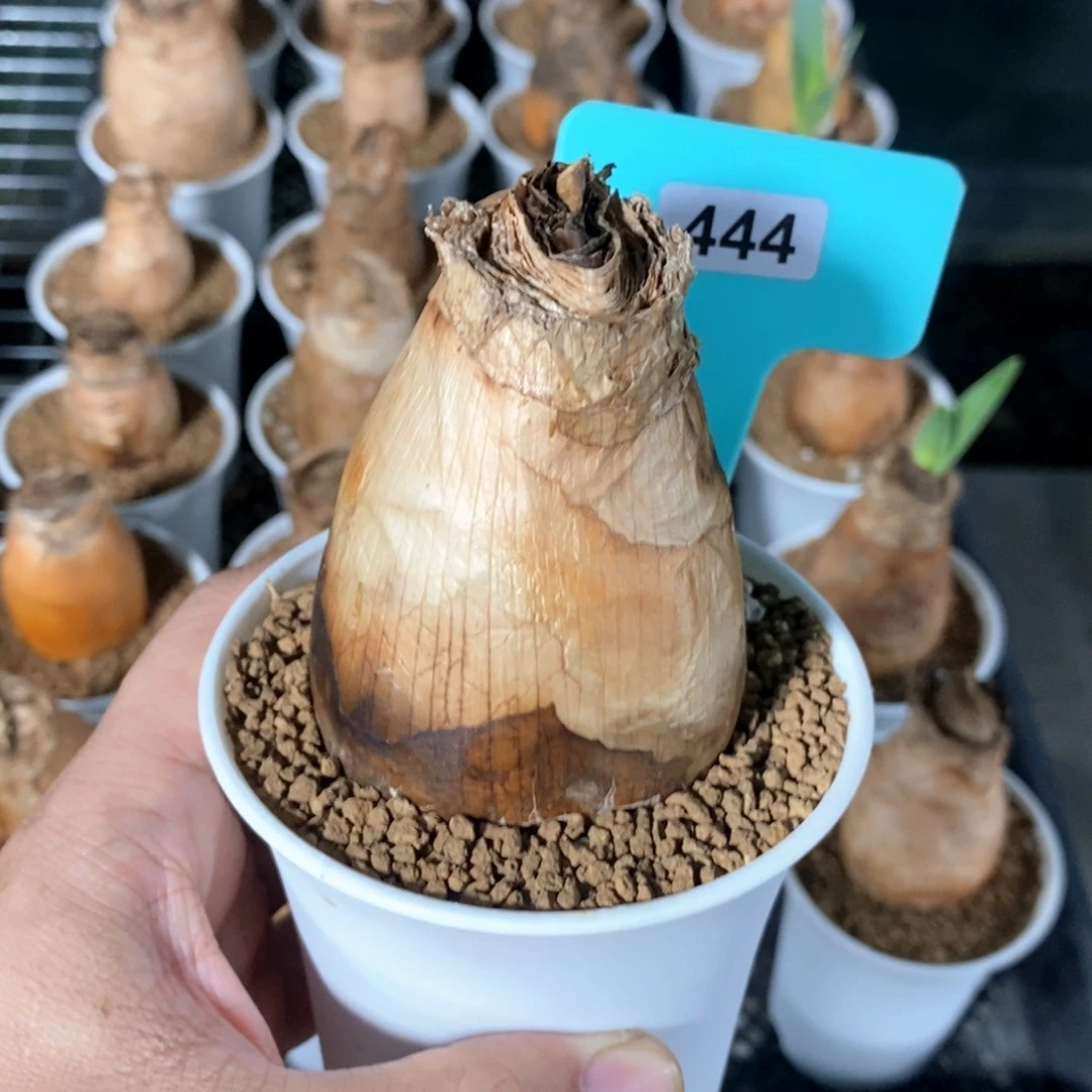 巨凤之卵多肉植物