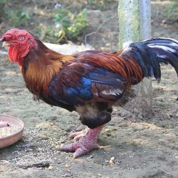 宠物鸡东涛鸡粗粗的脚红脚