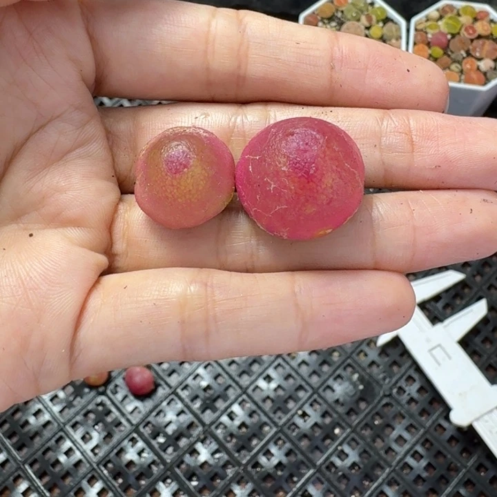 莓*汽6350 生石花和肉锥