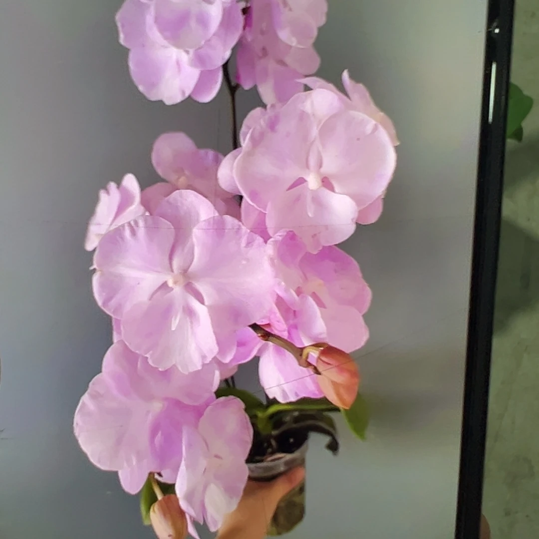 当前无花栽培后可以开花云朵2.8杯新苗凑单发货一颗不发货