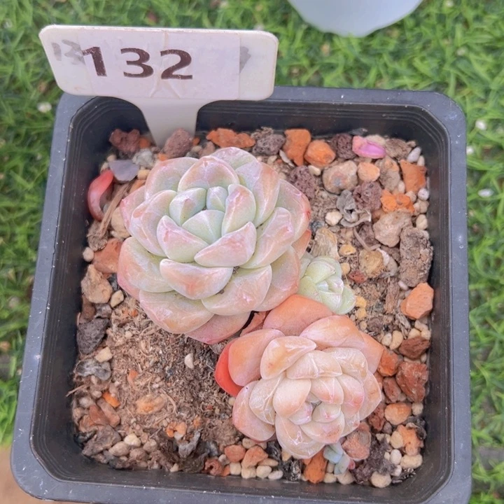 健健康康平平安安