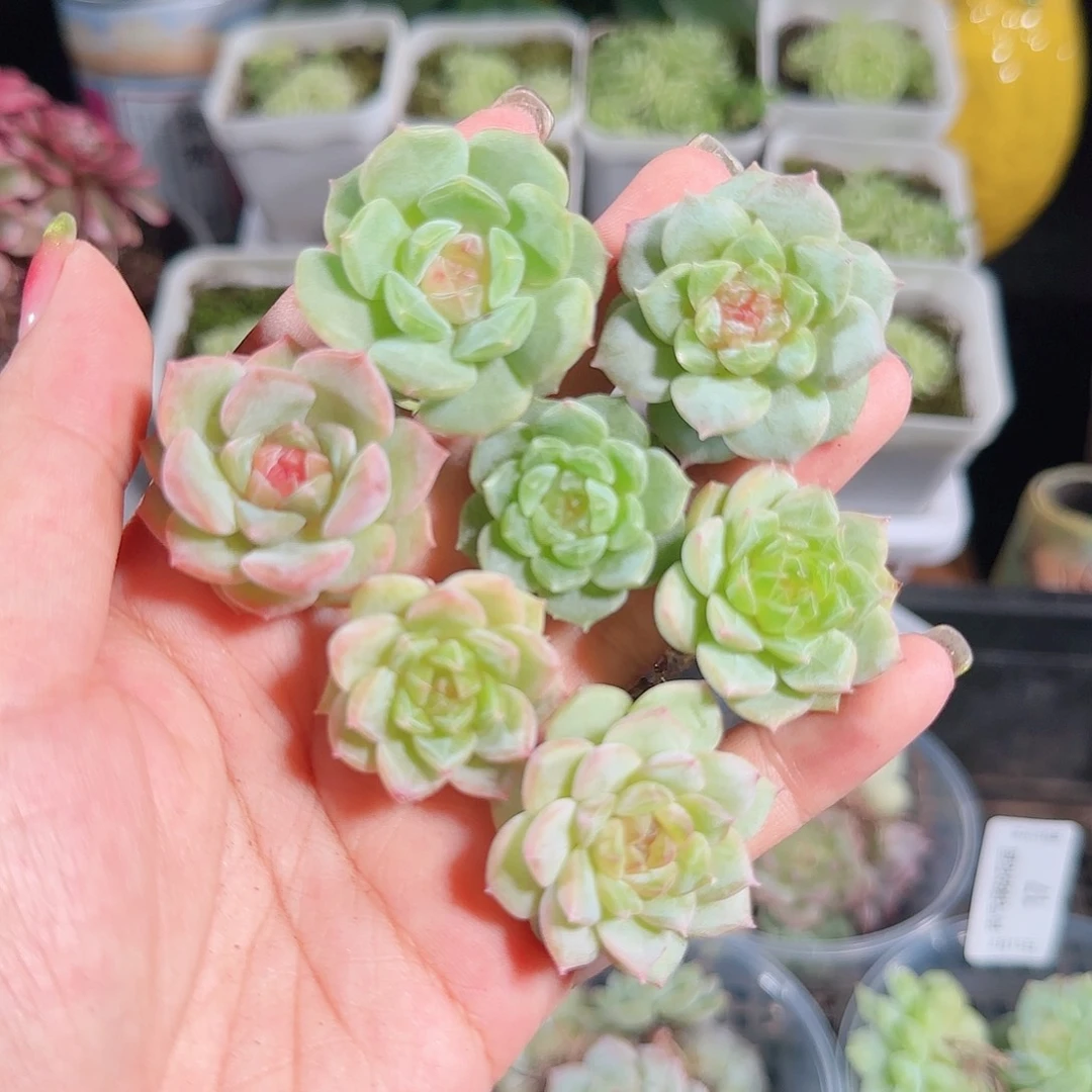 0815,--19糖心珍妮