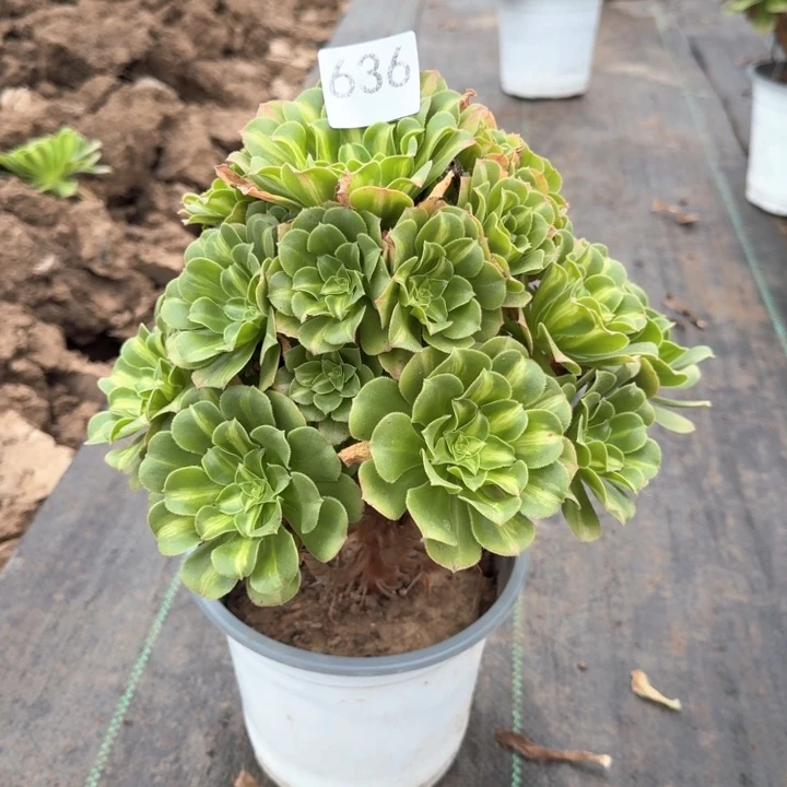 翡翠琉璃法师不包损636