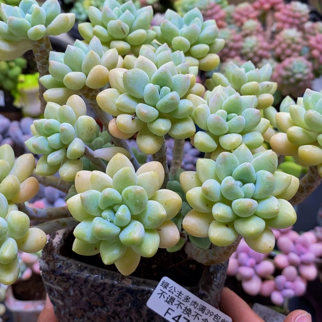 476奶酪蛋糕20cm多肉