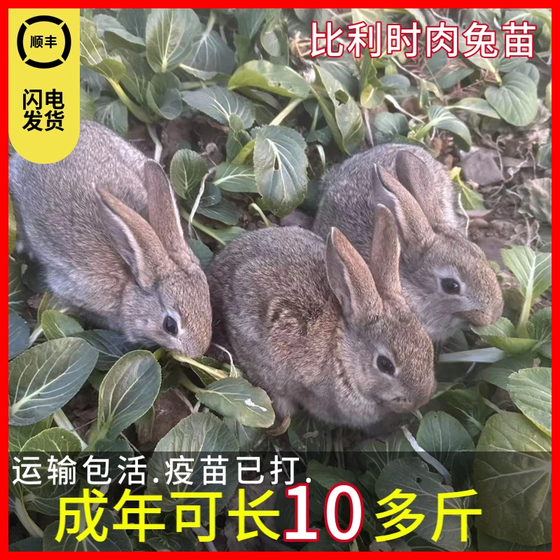 【兔子活苗】比利时肉兔苗活体兔子小白兔小花兔公主兔宠物兔子直播