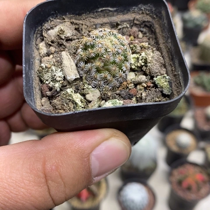 实生克氏丸特价福利2