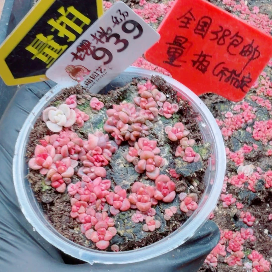 多肉植物多肉植物