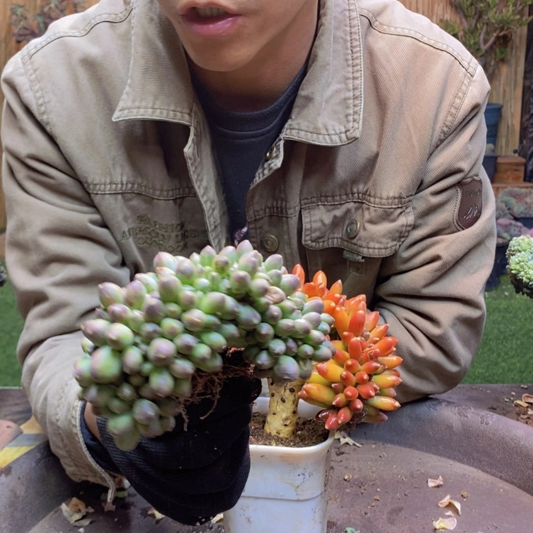 青*271 号千代田缀化