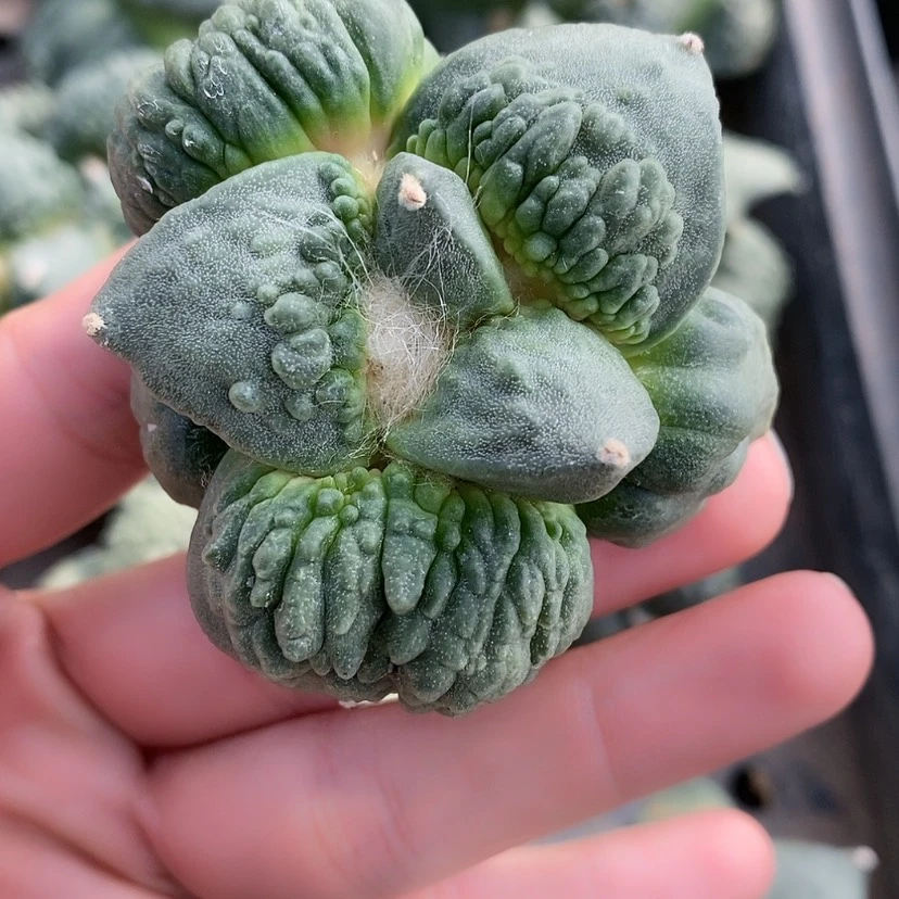 【闪购商品】自根怒