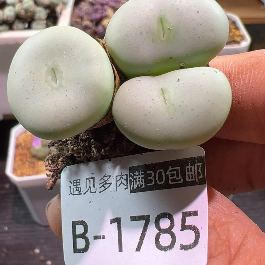 多肉植物111111111111