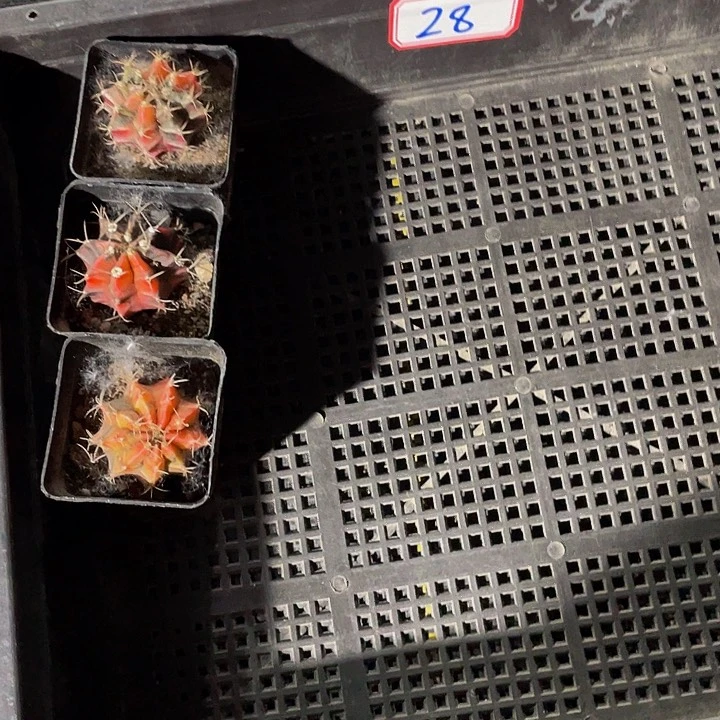 p****s28号筐带盆土发过