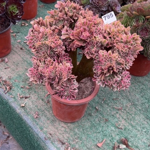 乐***意795粉女巫缀化多肉，