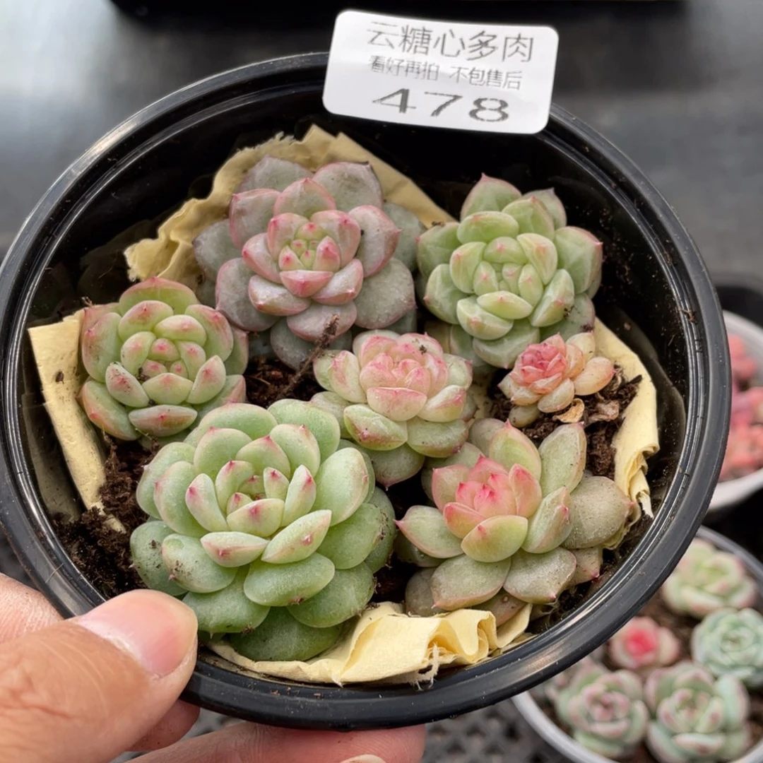 云糖心多肉植物478
