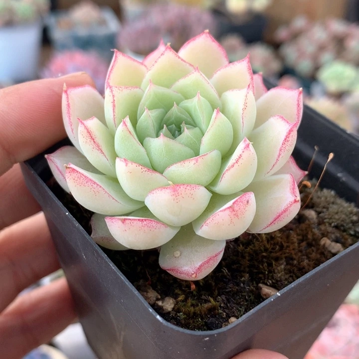 玫瑰花女王一物一拍