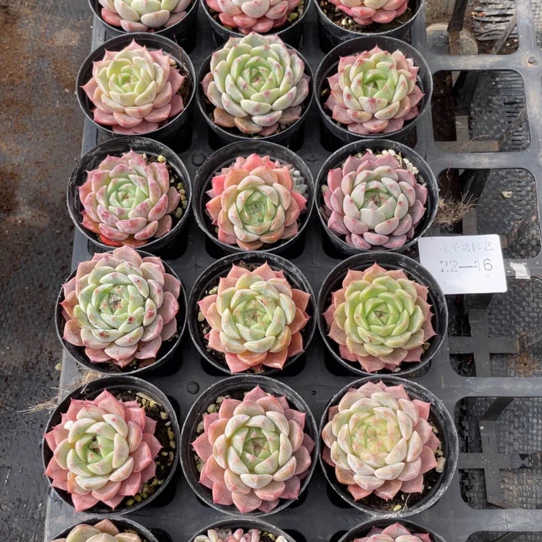 一物一拍18颗22-16