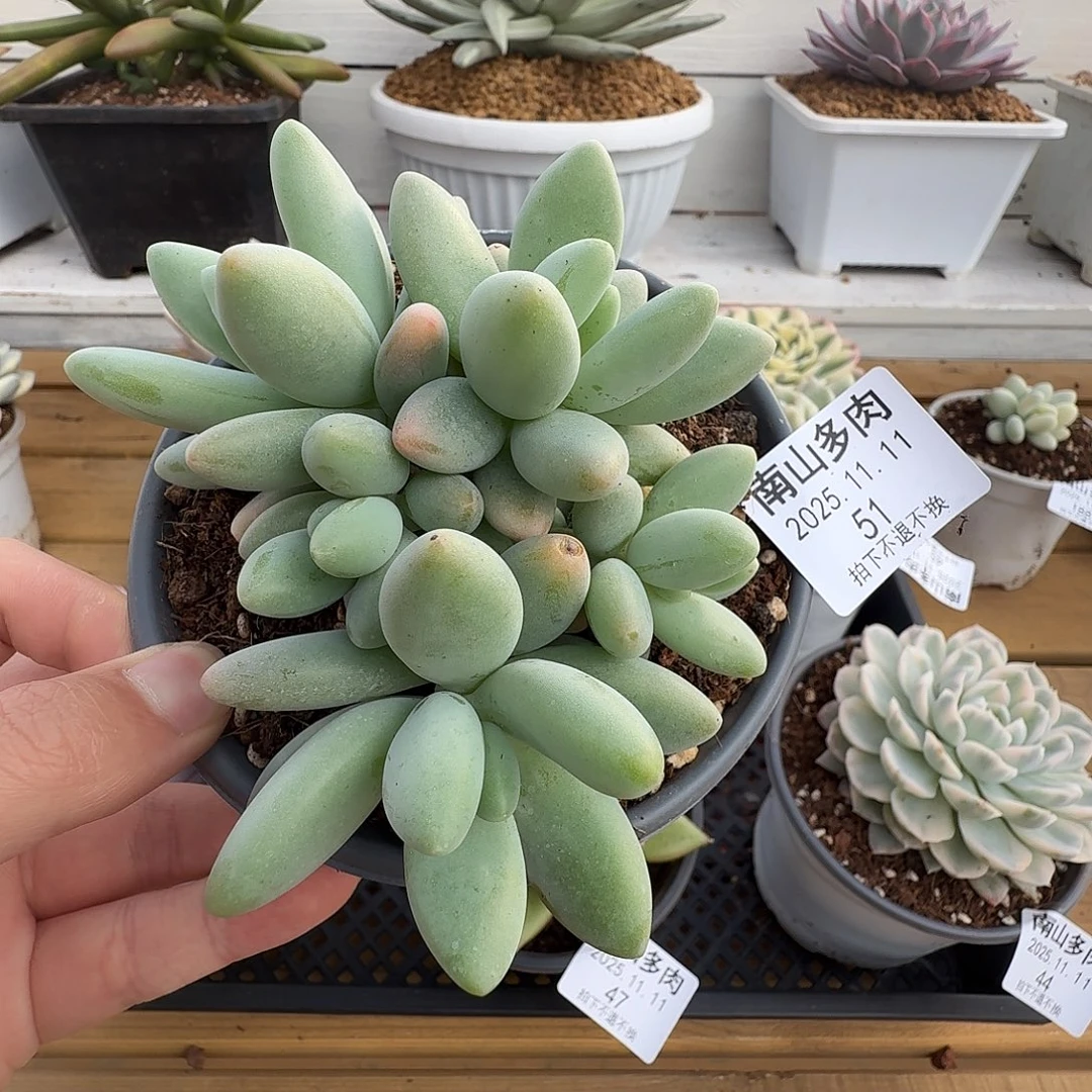 五头白兰地1111111-51