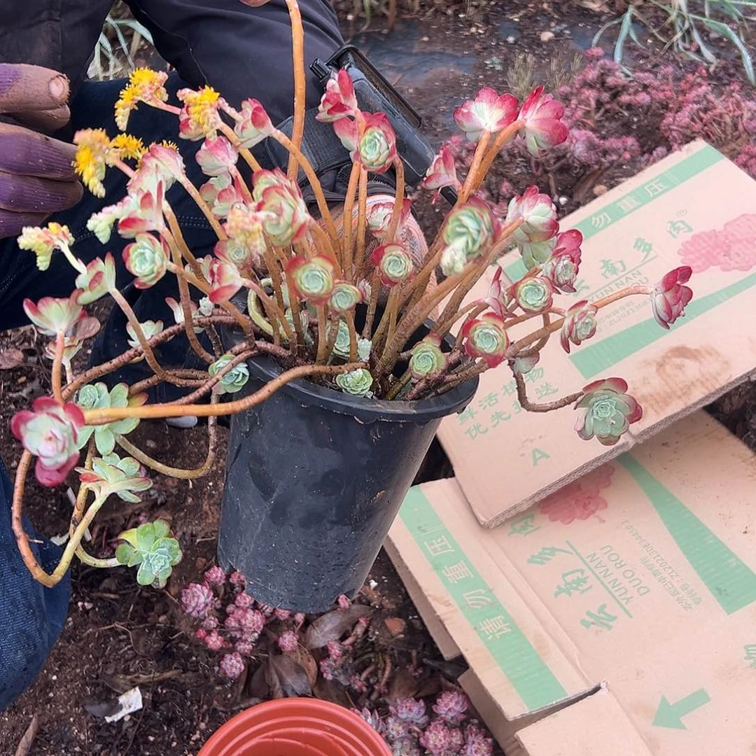 圆叶薄化妆多肉 一棵发货