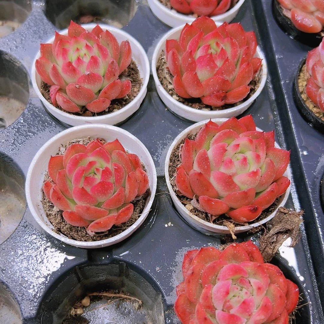 红樱桃19包油多肉带盆带土