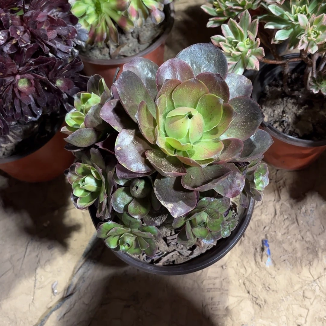 魅金玫瑰9.9多肉植物