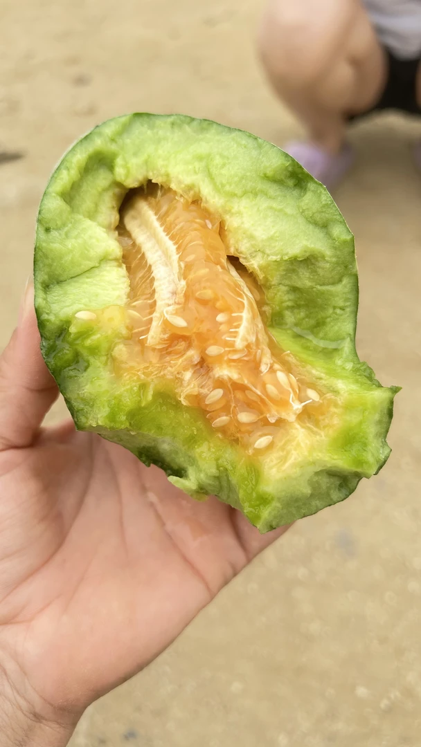 山东头茬现摘百香甜瓜脆甜多汁好吃不齁嗓子4.8-5斤不甜包退