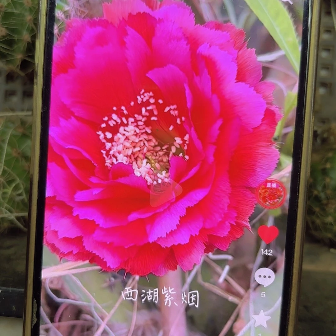 紫烟彩侧牙20包邮仙人球37