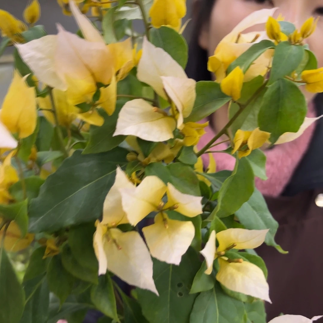 全部花苞（月朦胧）三角梅会落花落叶会光杆苗有大有小