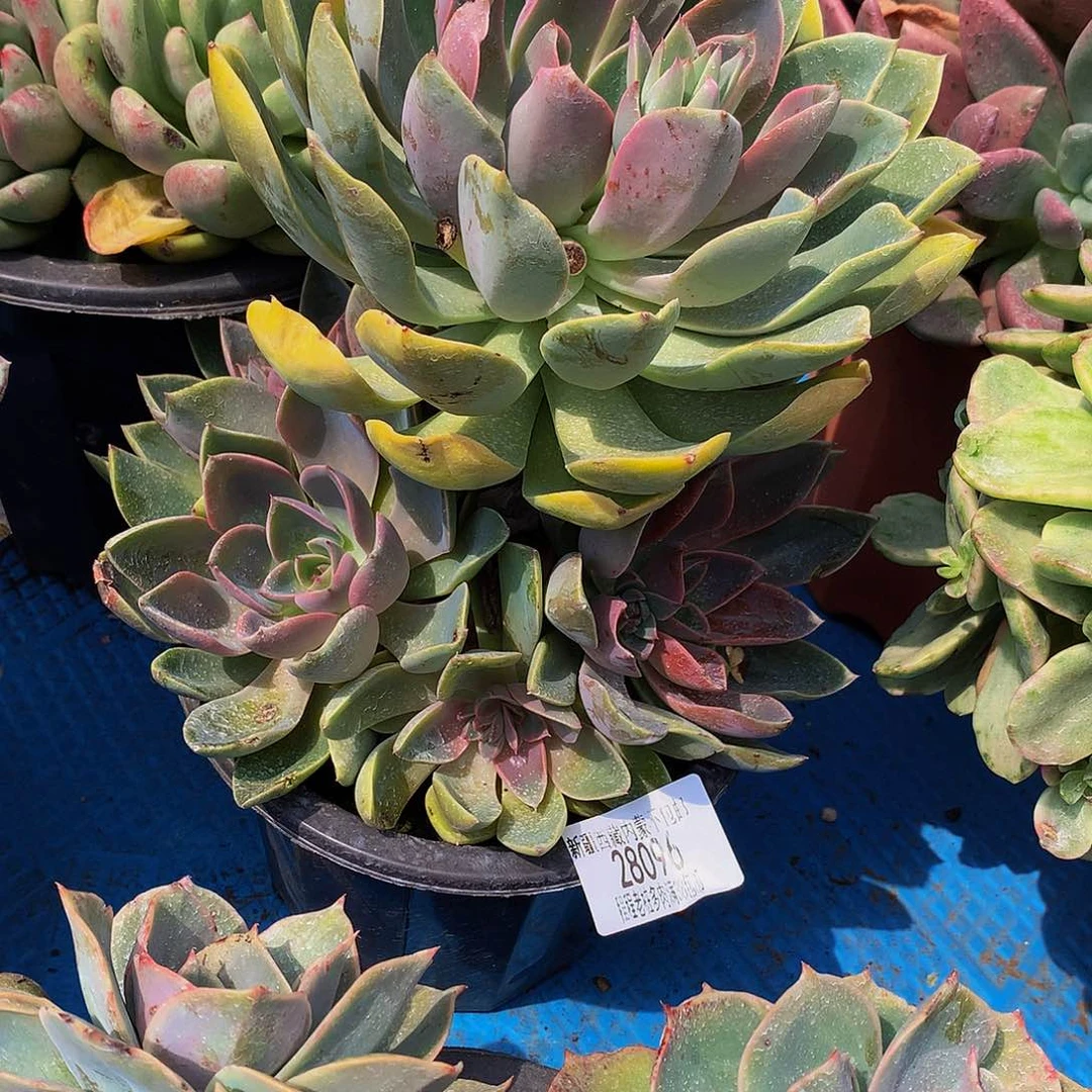 越***）紫气东来28096多肉多肉