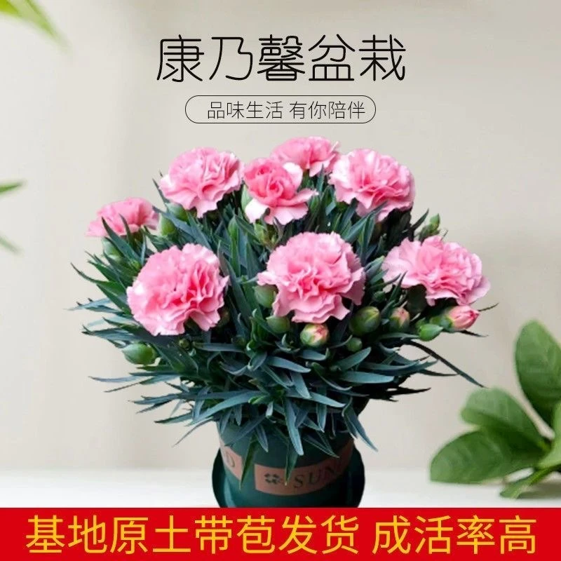 康乃馨盆栽带花苞石竹花四季开花室内阳台客厅母亲节绿植花卉好养