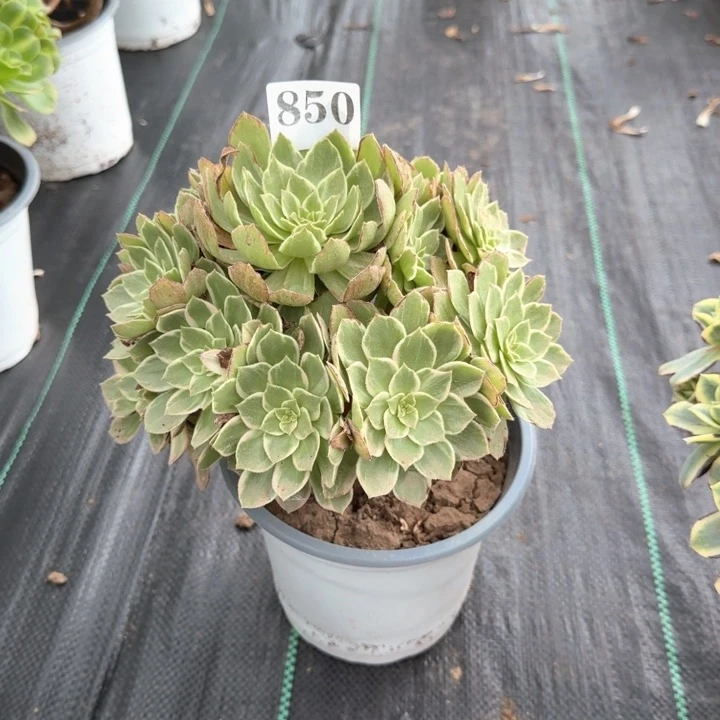 万花筒法师一颗850，