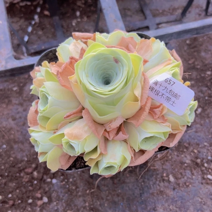 657 裸根不带土发货